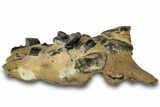 Fossil Mud Lobster (Thalassina) - Gunn Poin, Australia #307793-2